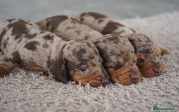 Teckel Miniatura perros en venta: 🐾 Kodat, Byron y Curry – Teckel miniatura 🐾 - Imagen 1
