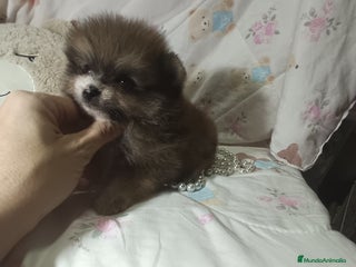 Pomerania perros - Anuncio 15