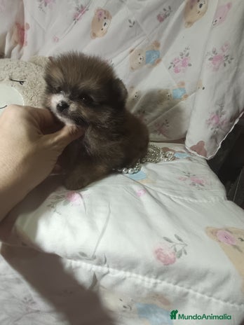 Pomerania perros - Anuncio 15