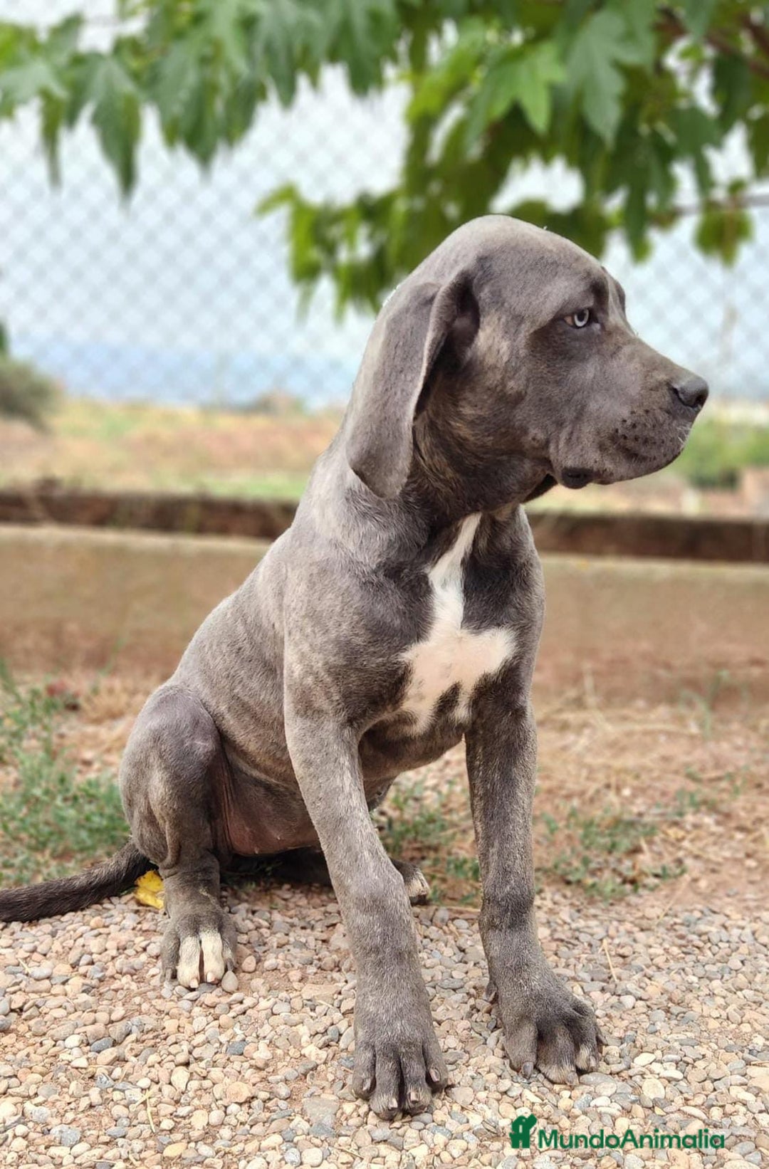 Cane Corso perros en venta: CANE CORSO HEMBRA - Imagen 1