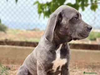 Cane Corso perros - Anuncio 13