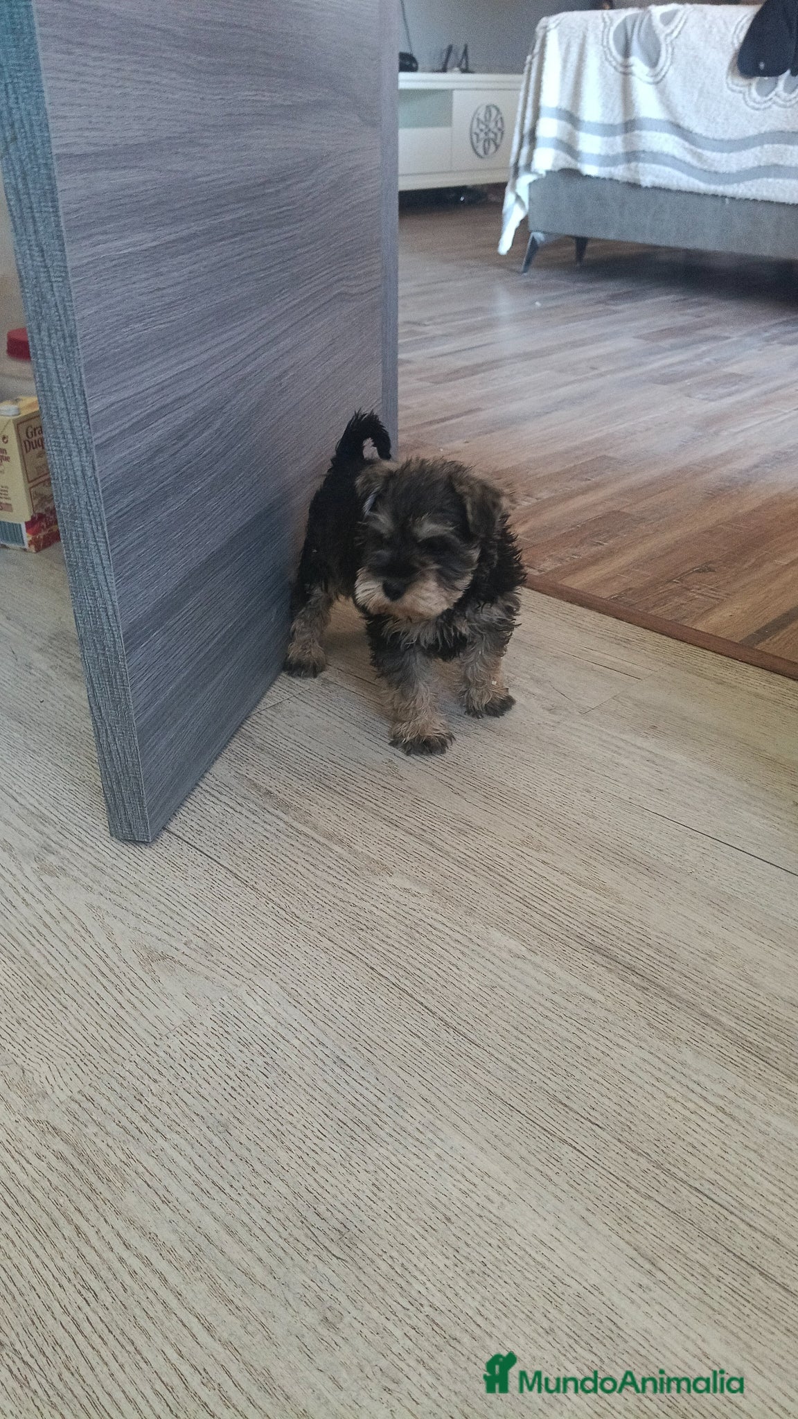 Schnauzer Mediano perros Último macho  - Anuncio 21