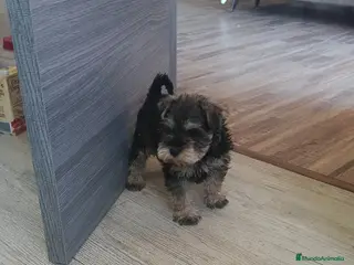 Schnauzer Mediano perros Último macho - Anuncio 21