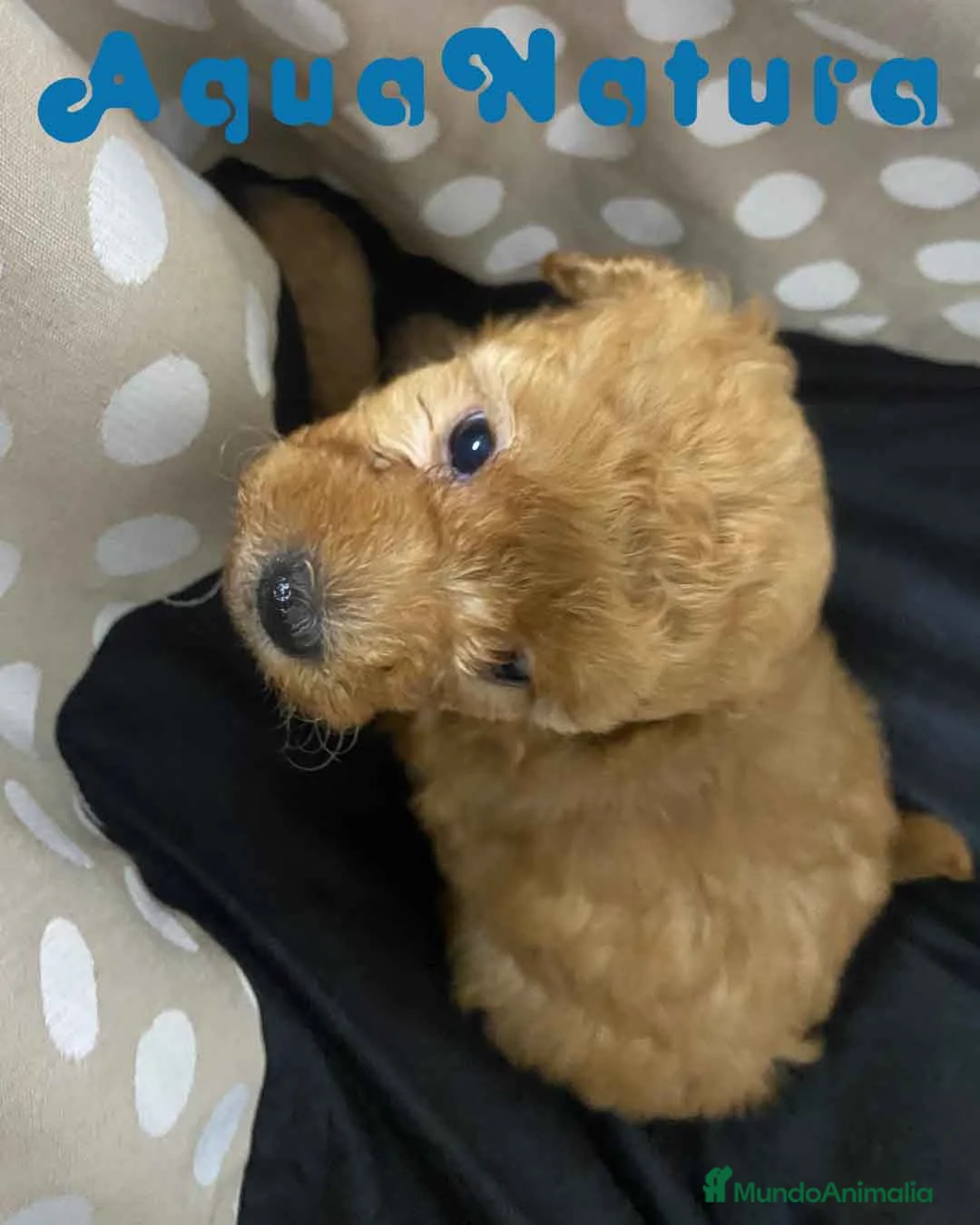 Havapoo perros en venta:  Havapoo Macho de Locaty y Can AQUANATURA - Anuncio 4