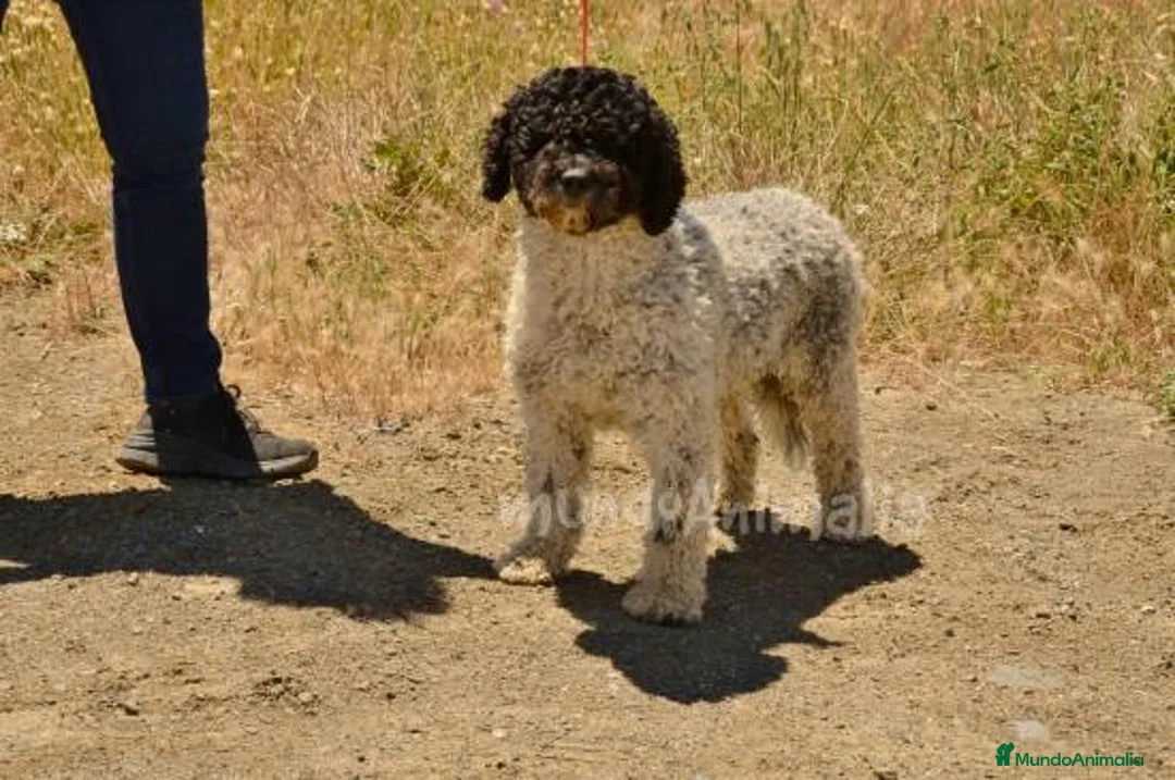 Imagen de galería {{count}}