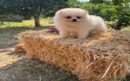 Pomerania perros en venta: Pomerania Macho para entregar  - Imagen 2