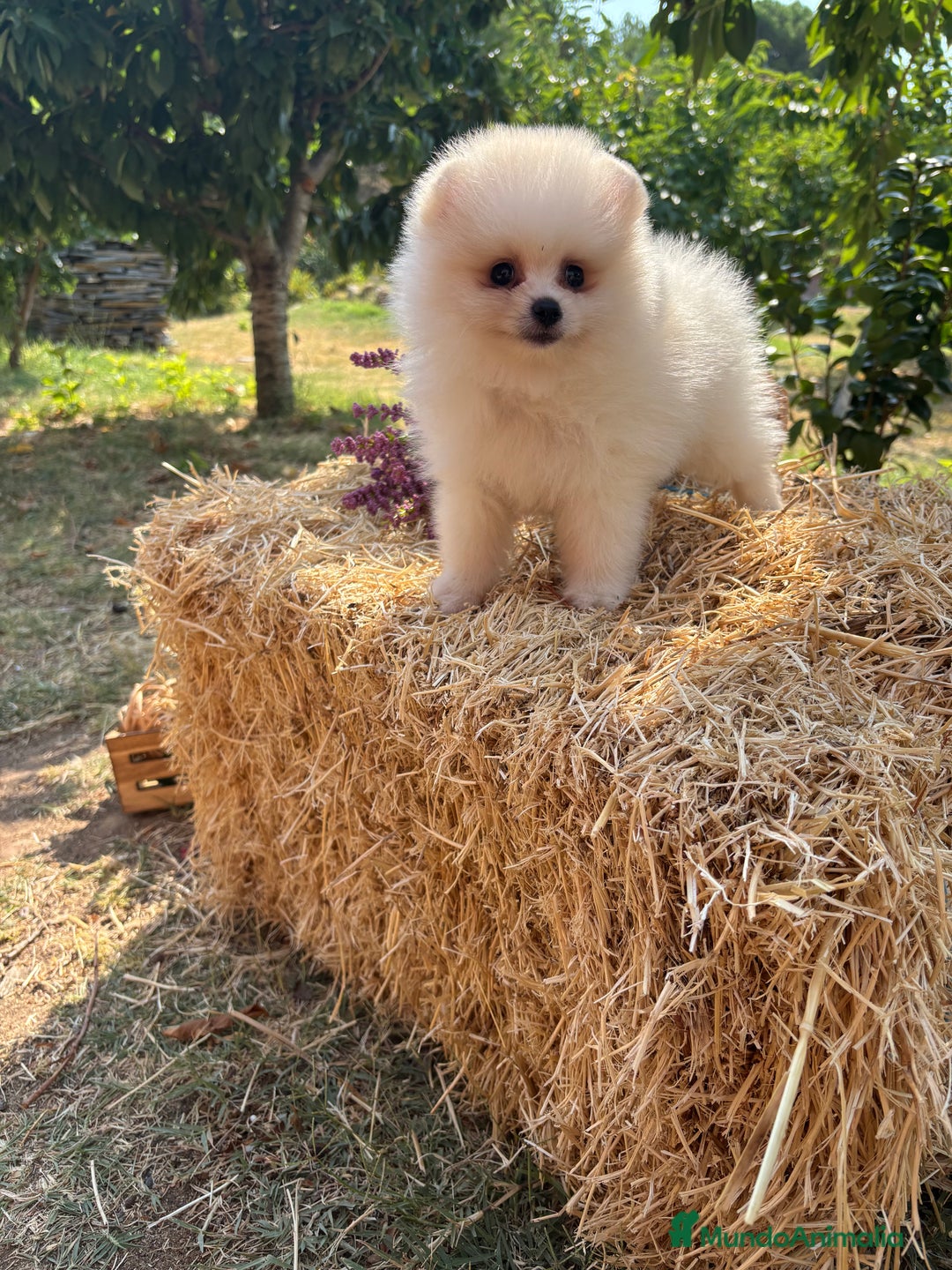Pomerania perros en venta: Pomerania Macho para entregar  - Imagen 2