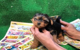Yorkshire Terrier perros en venta: YORKSHIRE TOY /////////// VALENCIA - Anuncio 4