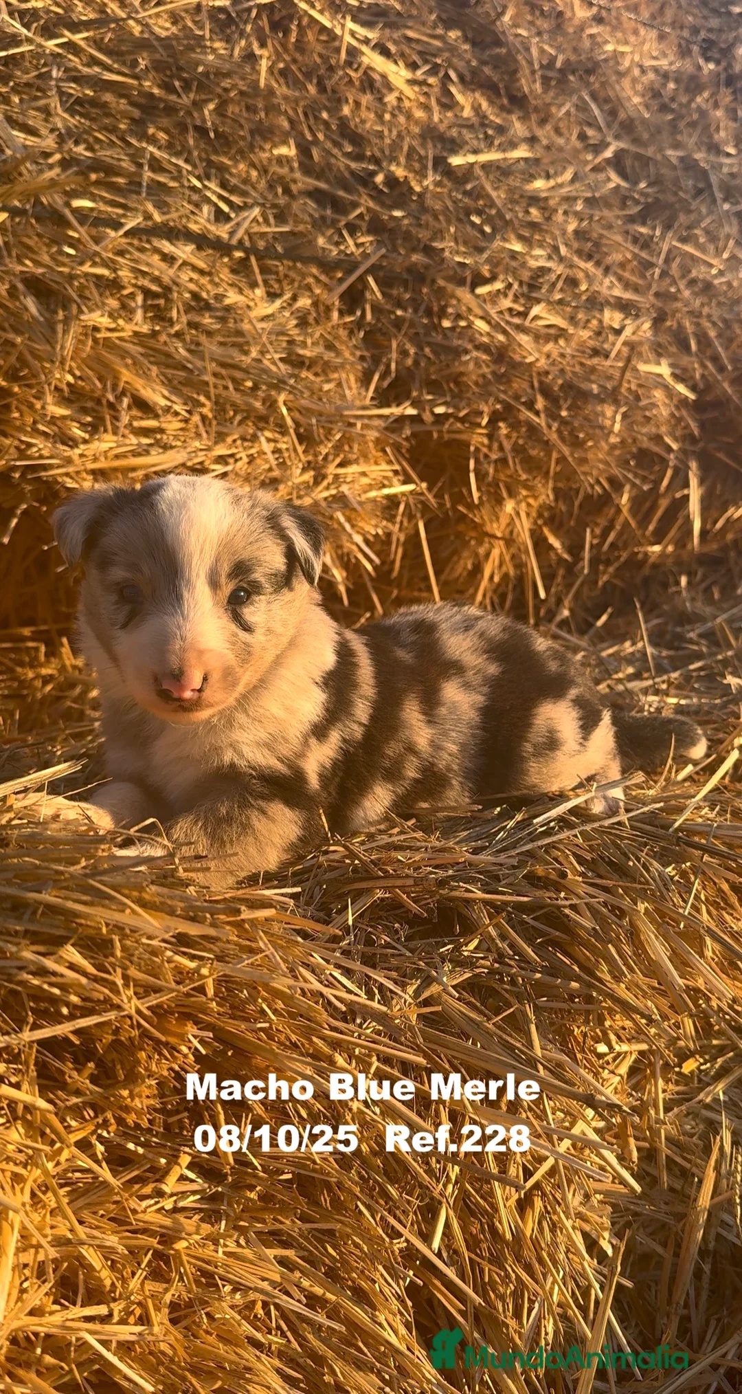 Border Collie perros en venta: Border Collie Blue Merle - Anuncio 8