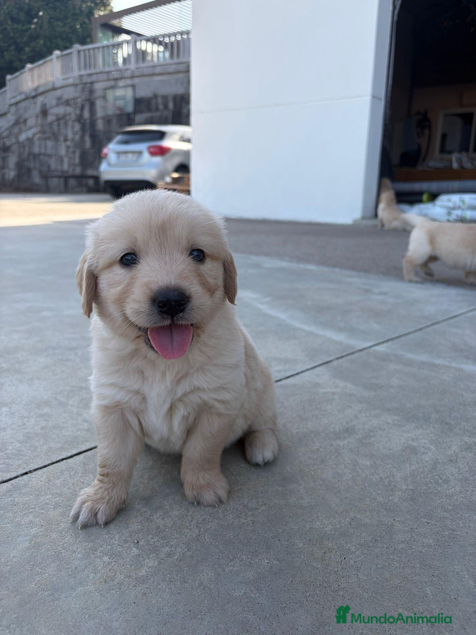 Golden Retriever perros Golden retriever - Anuncio 8