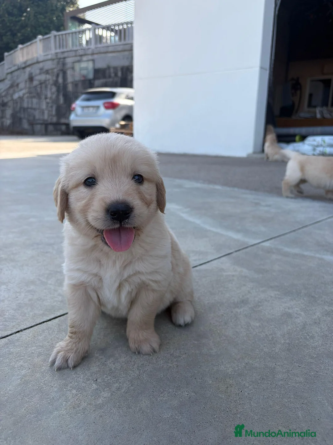 Golden Retriever perros en venta: Golden retriever - Anuncio 1