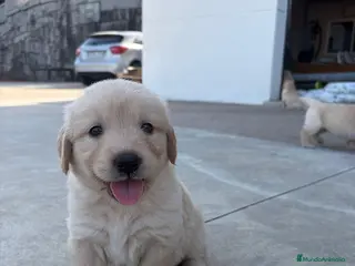 Golden Retriever perros Golden retriever - Anuncio 2