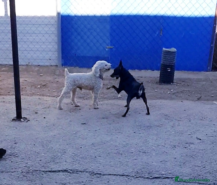 Maltipoo perros # Maltipoo # - Anuncio 2