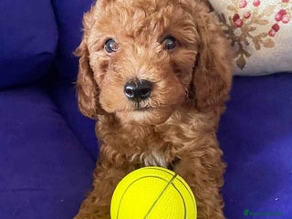 Caniche Toy perros en Barcelona - Anuncio 26