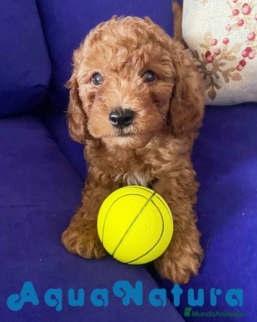 Caniche Toy perros en Barcelona - Anuncio 18