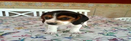 Beagle perros en venta: Preciosos Beagle - Anuncio 4