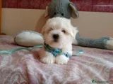 Bichón Maltés Cachorro 8