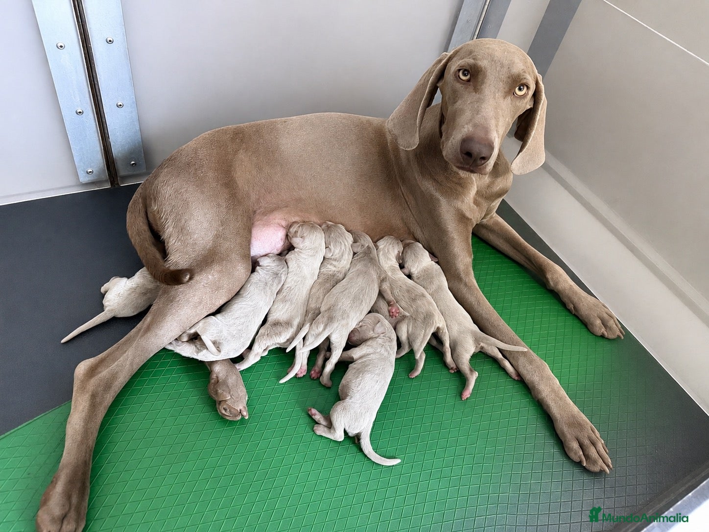 Weimaraner perros Braco de weimar  - Anuncio 1