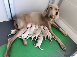 Weimaraner perros Braco de weimar - Anuncio 1