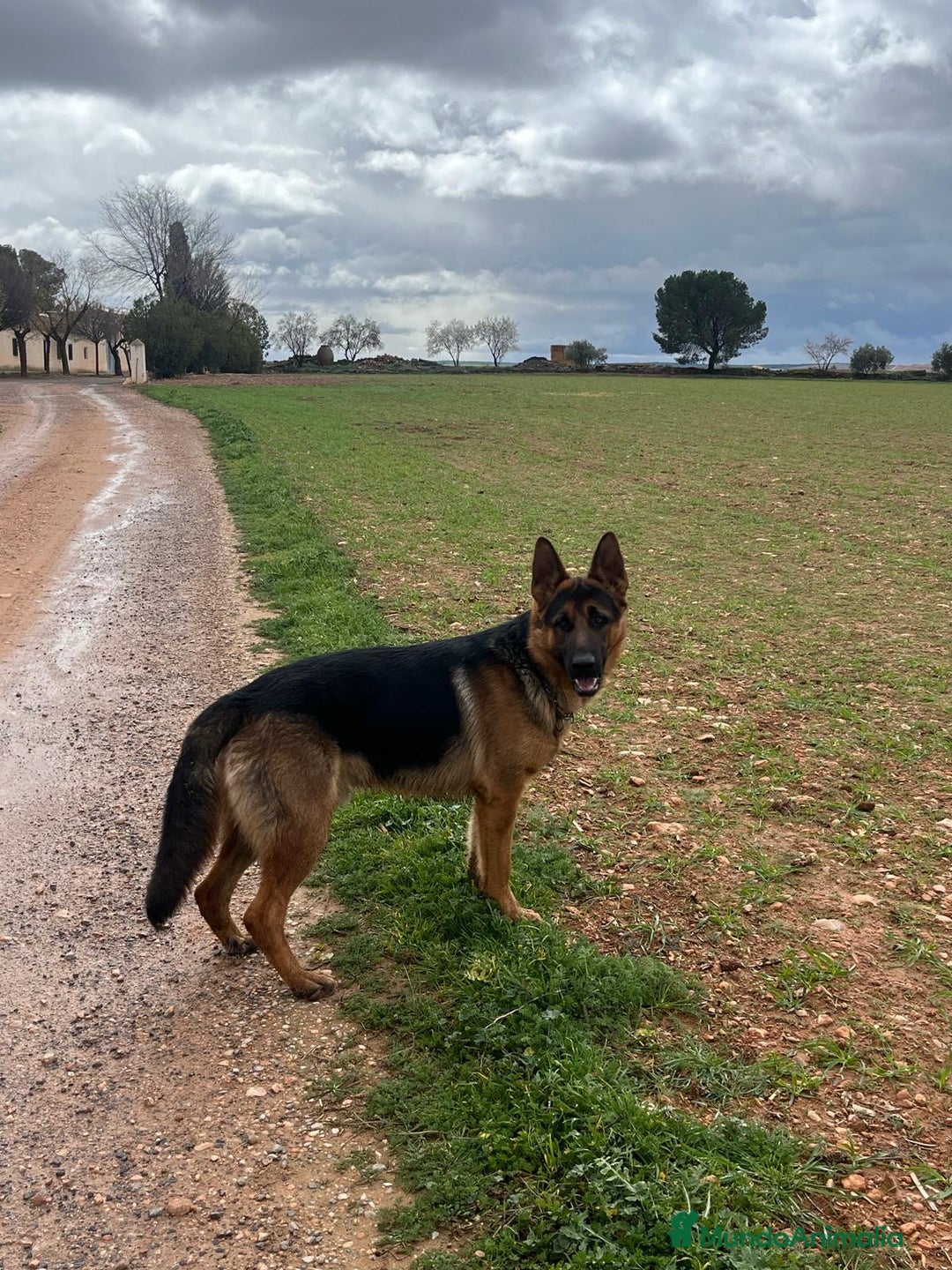 Pastor Alemán perros para monta: Pastor alemán para montas  - Anuncio 10