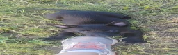 Pastor Holandés perros en venta: Camada Pastor Holandés FCI - Anuncio 6