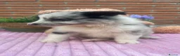 Border Collie perros en venta: Border collie merle. Machos  - Anuncio 4