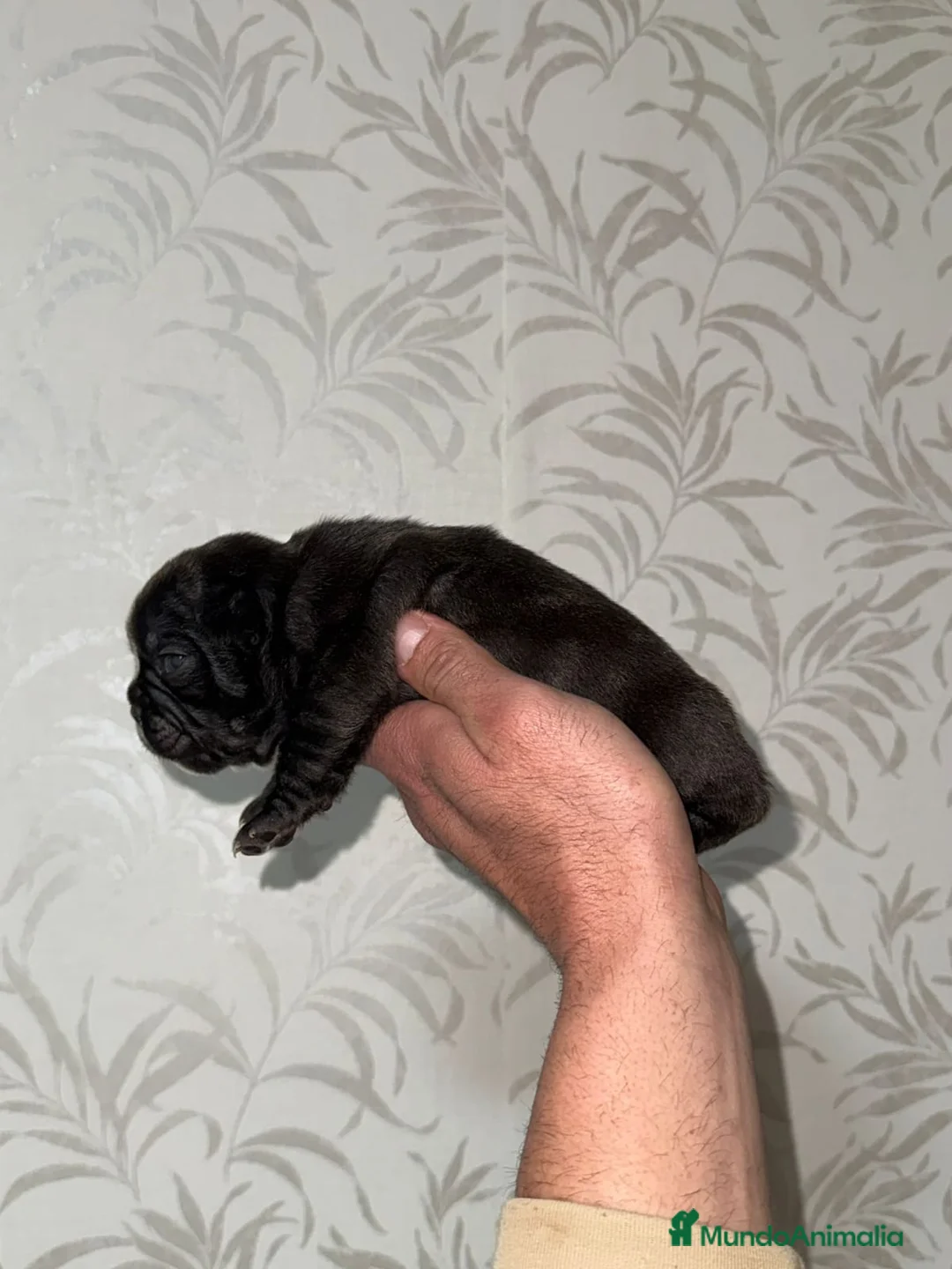 Bulldog Francés perros en venta: Bulldog francés excelente morfología  - Anuncio 6