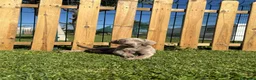 Weimaraner perros en venta: BRACO DE WEIMAR - Anuncio 3