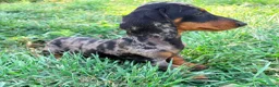 Teckel Miniatura perros en venta: Teckel miniatura  - Anuncio 9