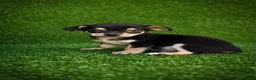 Chihuahua perros en venta: CHIHUAHUA TOY 🔆 en Madrid - Anuncio 2