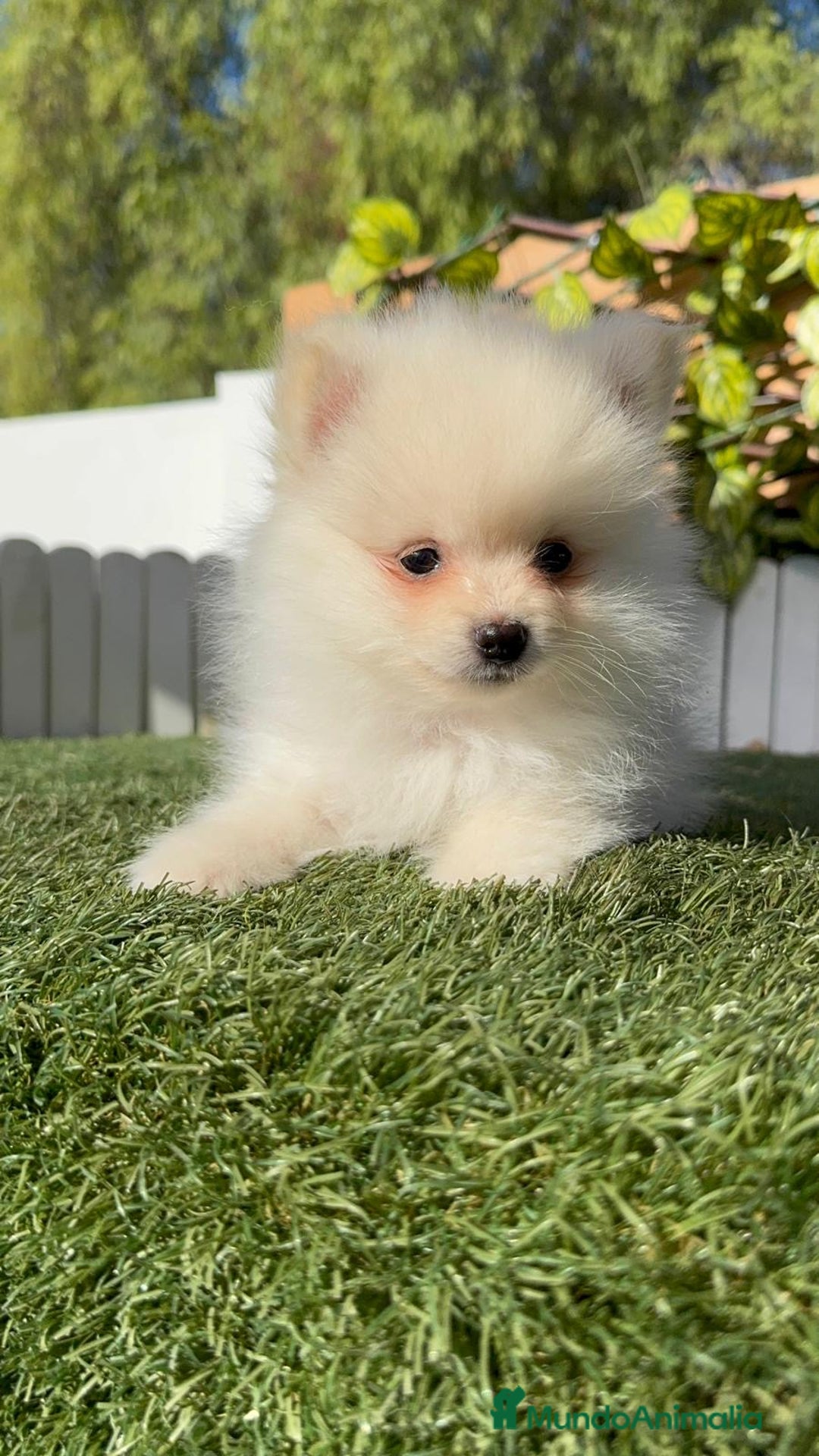 Pomerania perros en venta: POMERANIA MACHO - Imagen 4