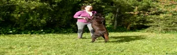 Labrador Retriever perros en venta: PRECIOSO CACHORRO LABRADOR NEGRO. - Anuncio 12