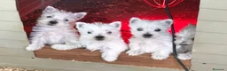 West Highland White Terrier perros en venta: Cachorritos de westy - Anuncio 2