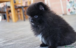 Pomerania perros en venta: 🧡 Cinco Pomerania, cinco personalidades únicas 🐾 - Imagen 5