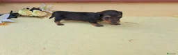 Teckel Miniatura perros en venta: Teckel de pelo largo - Anuncio 2
