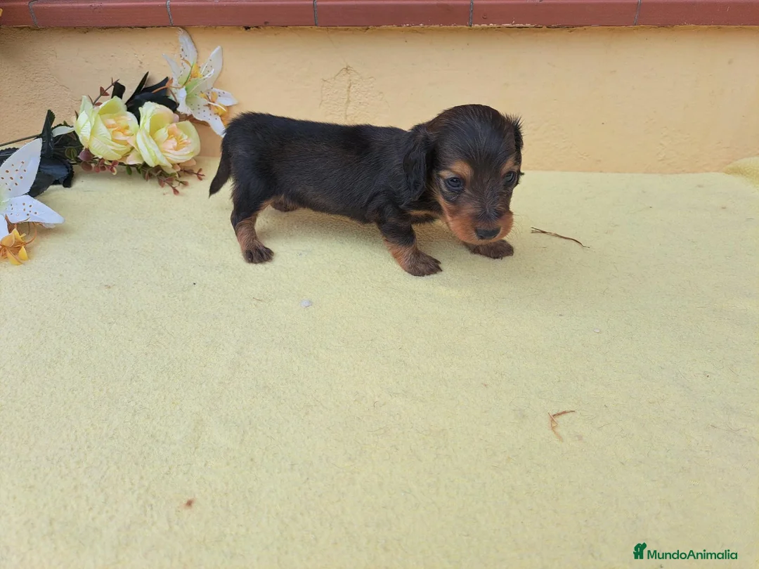 Teckel Miniatura perros en venta: Teckel de pelo largo - Anuncio 2