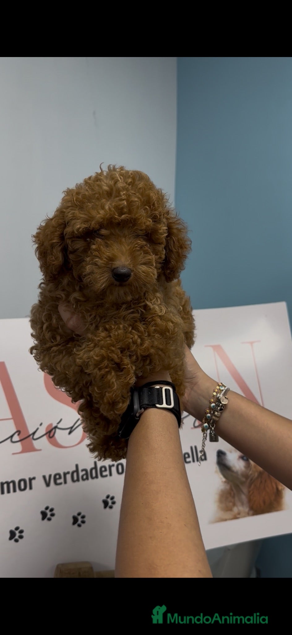 Caniche Toy perros PRECIOSO CANICHE TOY ROJO MACHO DISPONIBLE ❤️🐩 - Anuncio 1