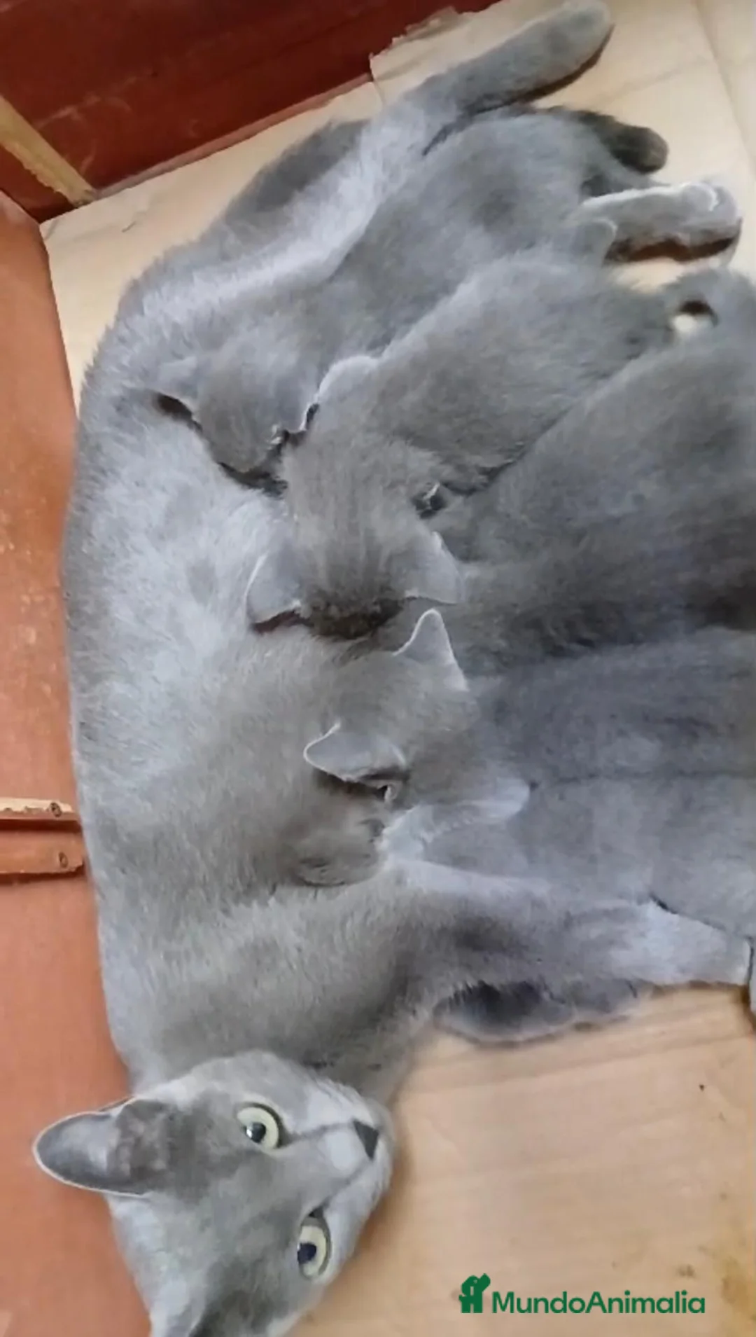 Azul Ruso gatos en venta: Camada.de azul.ruso - Anuncio 1