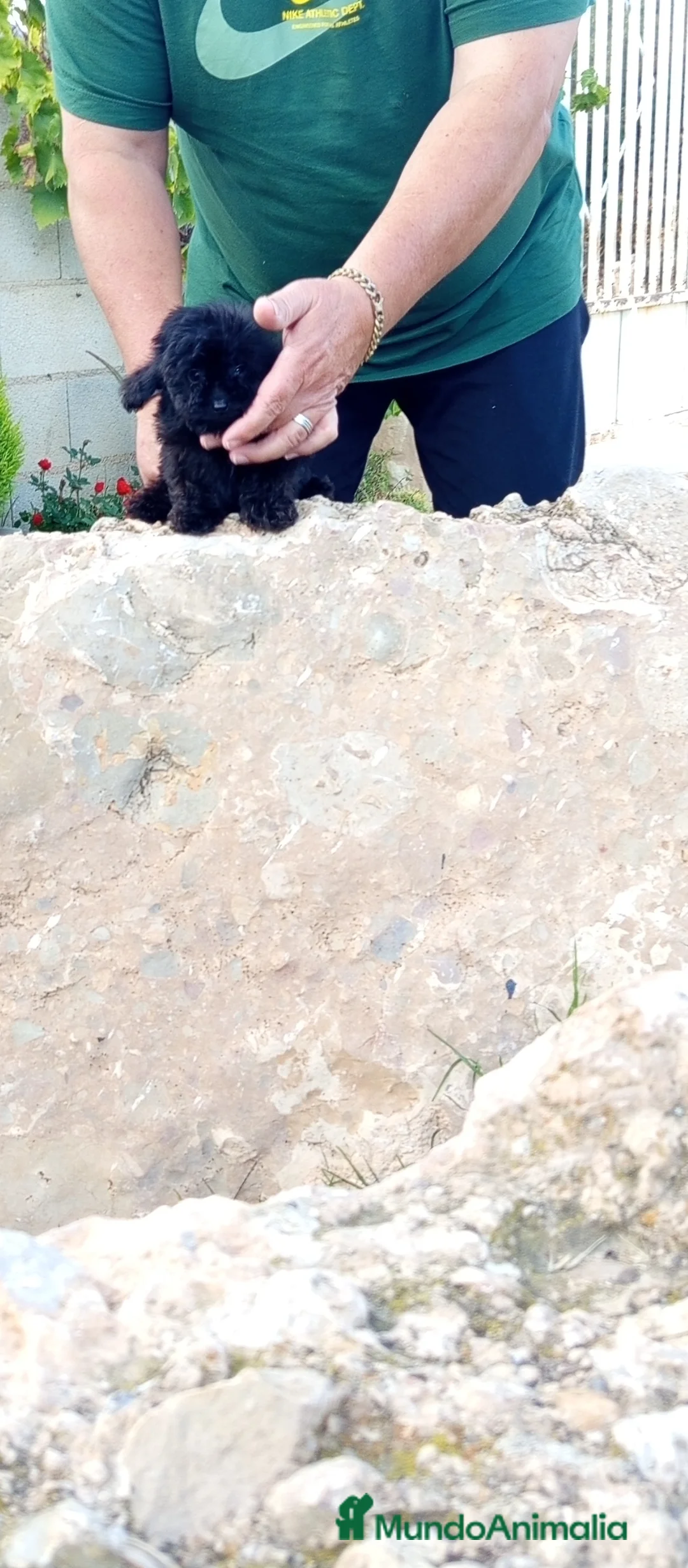 Caniche Toy perros en venta: Precioso cachorrito de caniche tea cup  - Anuncio 2