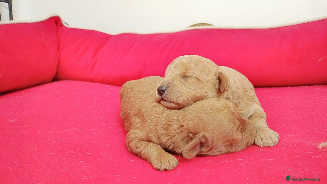 Caniche Enano perros en venta: Caniches - Imagen 2