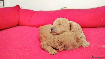 Caniche Enano perros Caniches - Anuncio 2