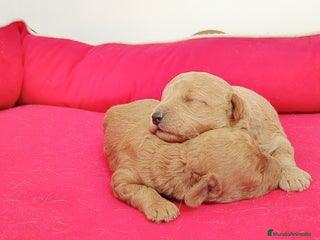 Caniche Enano perros - Anuncio 22