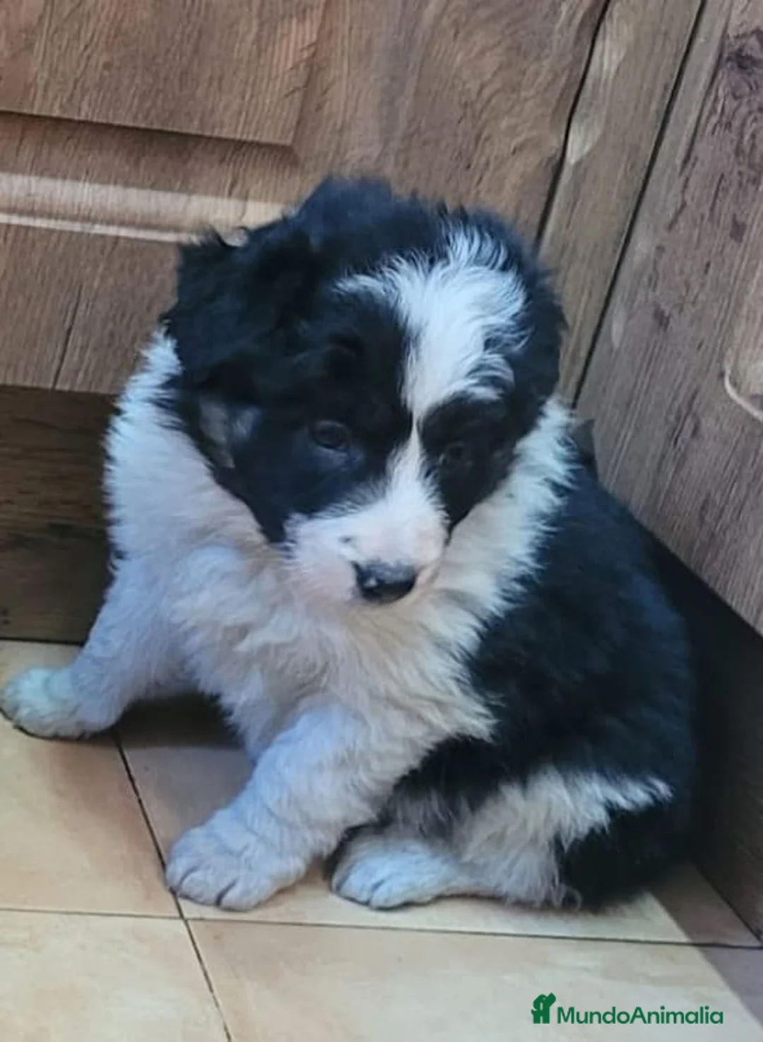 Border Collie perros en venta: Border Collie  - Anuncio 1