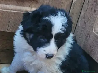 Border Collie perros Border Collie - Anuncio 27