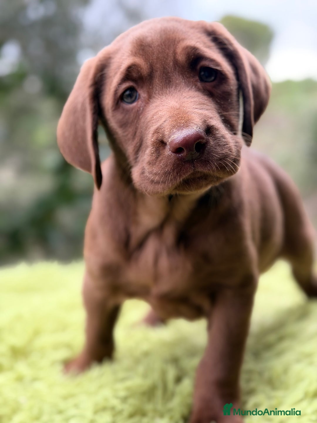 Labrador Retriever perros en venta: Labrador chocolate claro   - Anuncio 1