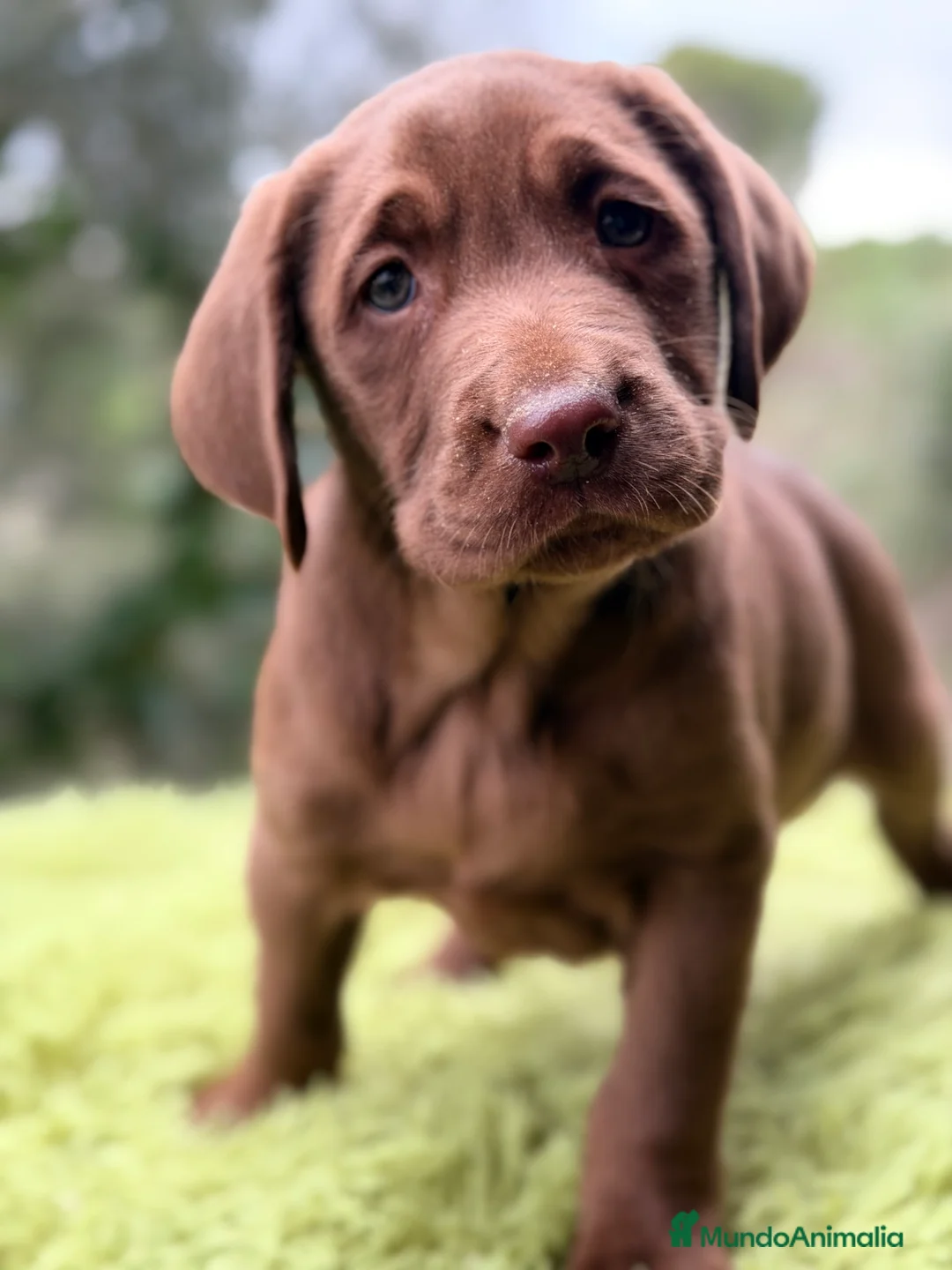 Labrador Retriever perros en venta: Labrador chocolate claro   - Anuncio 1