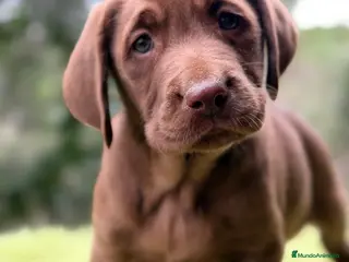 Labrador Retriever perros Labrador chocolate claro - Anuncio 9