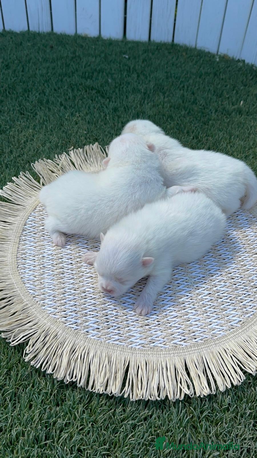Pomerania perros POMERANIA 💙🤍 - Anuncio 23