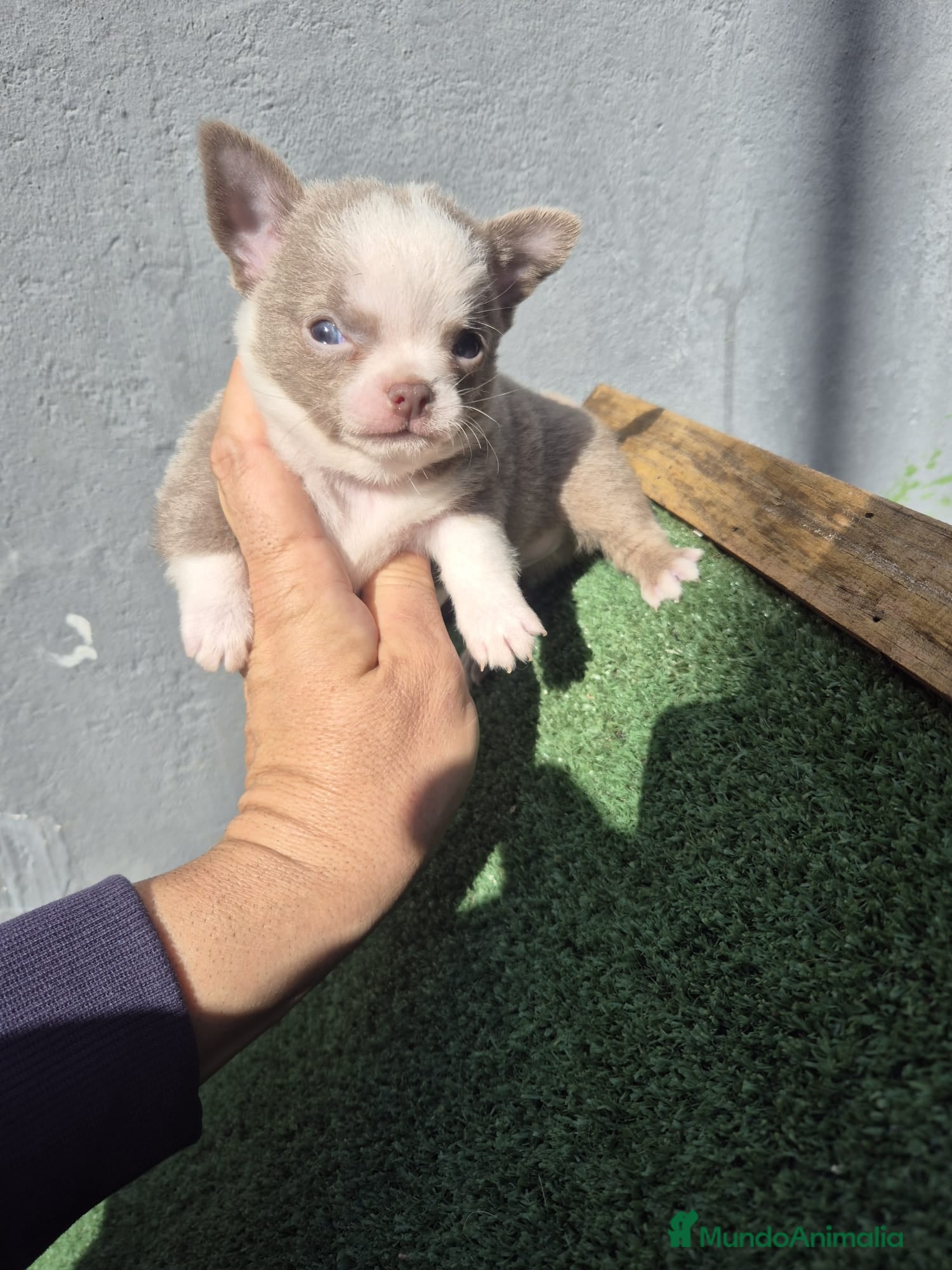 Chihuahua perros Chihuahua toy - Anuncio 34