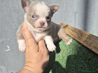 Chihuahua perros Chihuahua toy - Anuncio 4